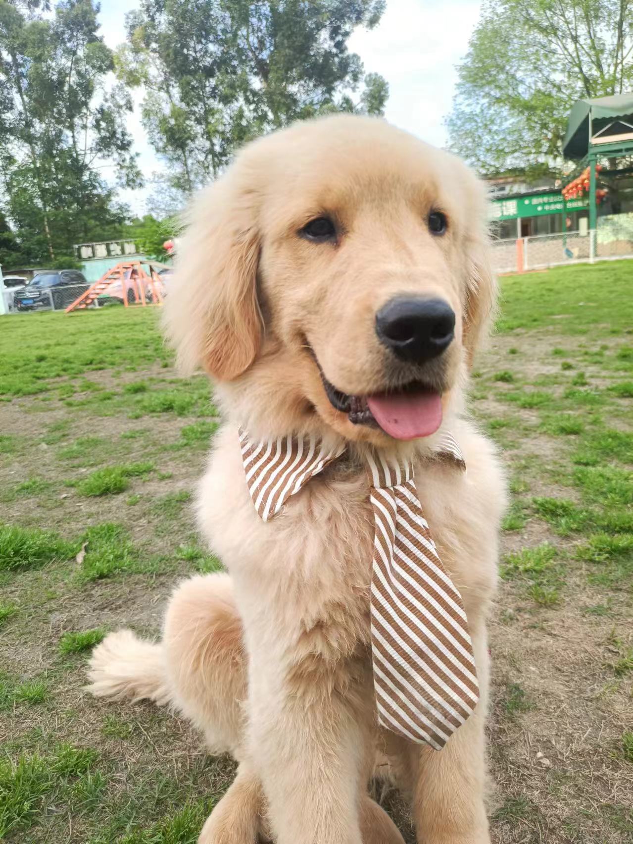 金毛（乐乐）家庭犬训练案例