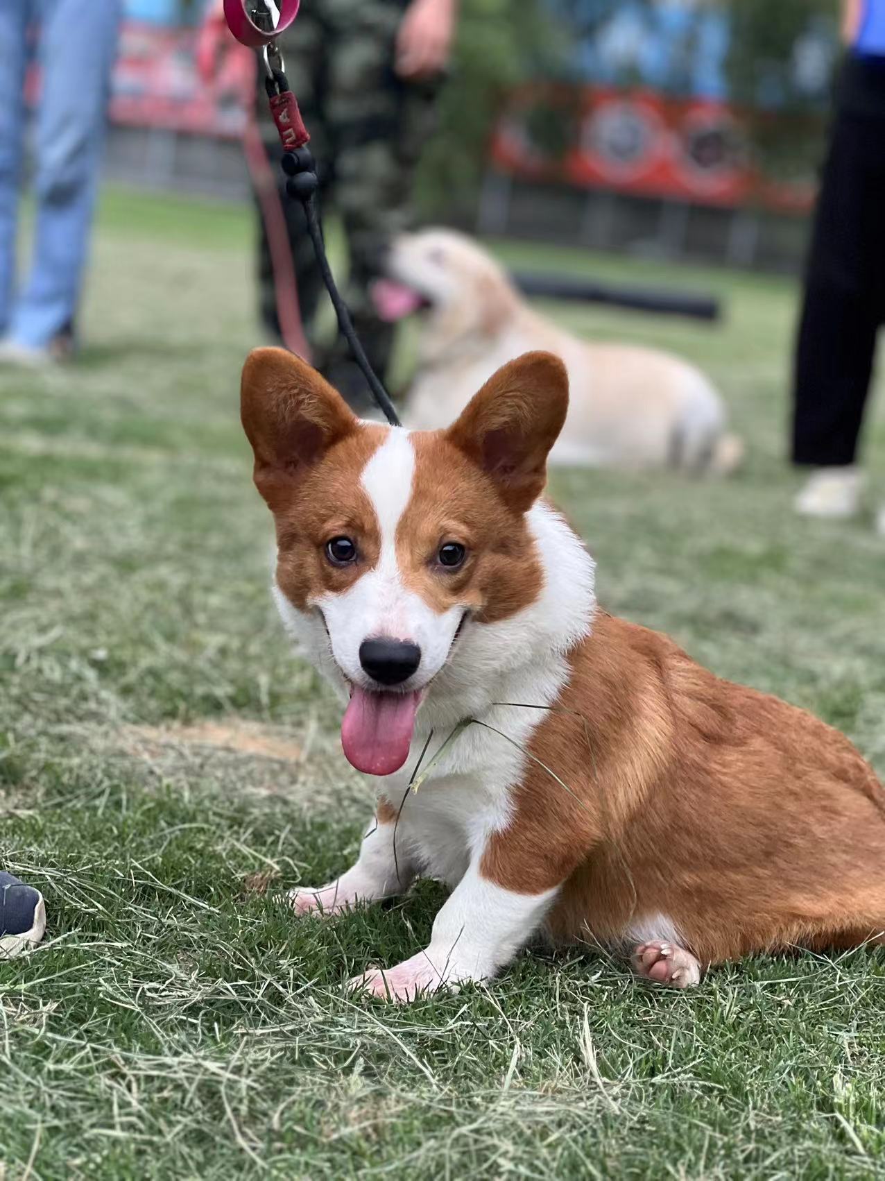 柯基（团团）宠物犬训练案例