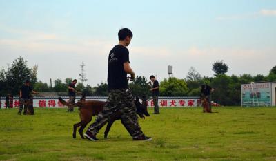 家宝训犬基地日常训练