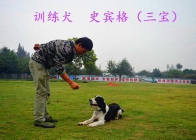 训练中的三宝