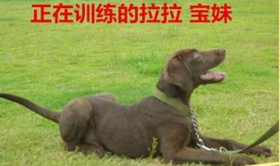 正在训练的宝妹