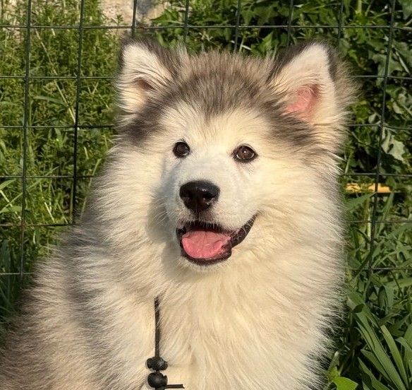 有关于训犬的各方面，家宝训犬都是一个靠谱的选择