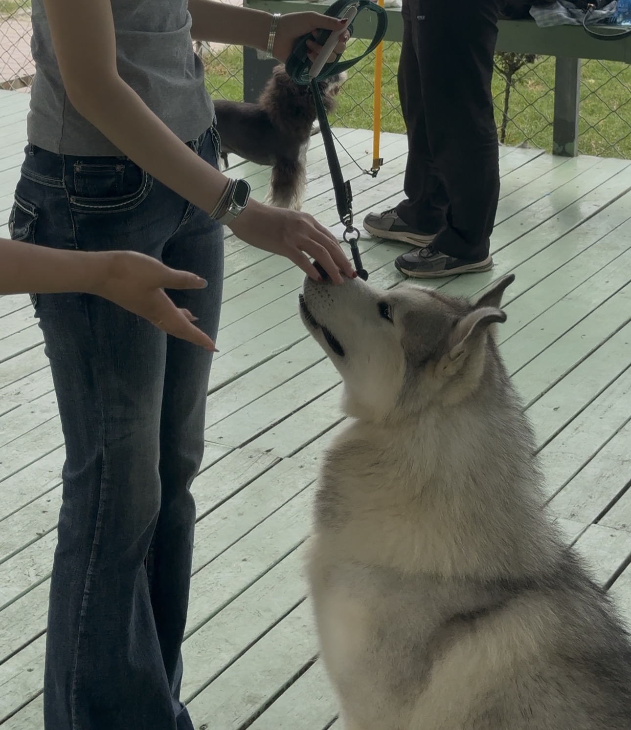 苏州家宝训犬用科学与爱重塑人宠默契