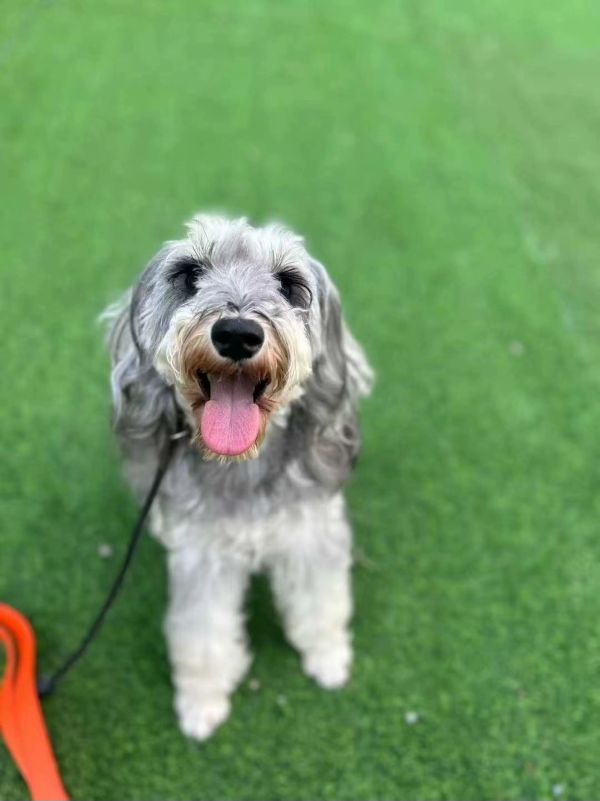 武汉家宝训犬基地：专业性与口碑的双重检验｜家宝成都犬类行为科学研究所狗狗训练