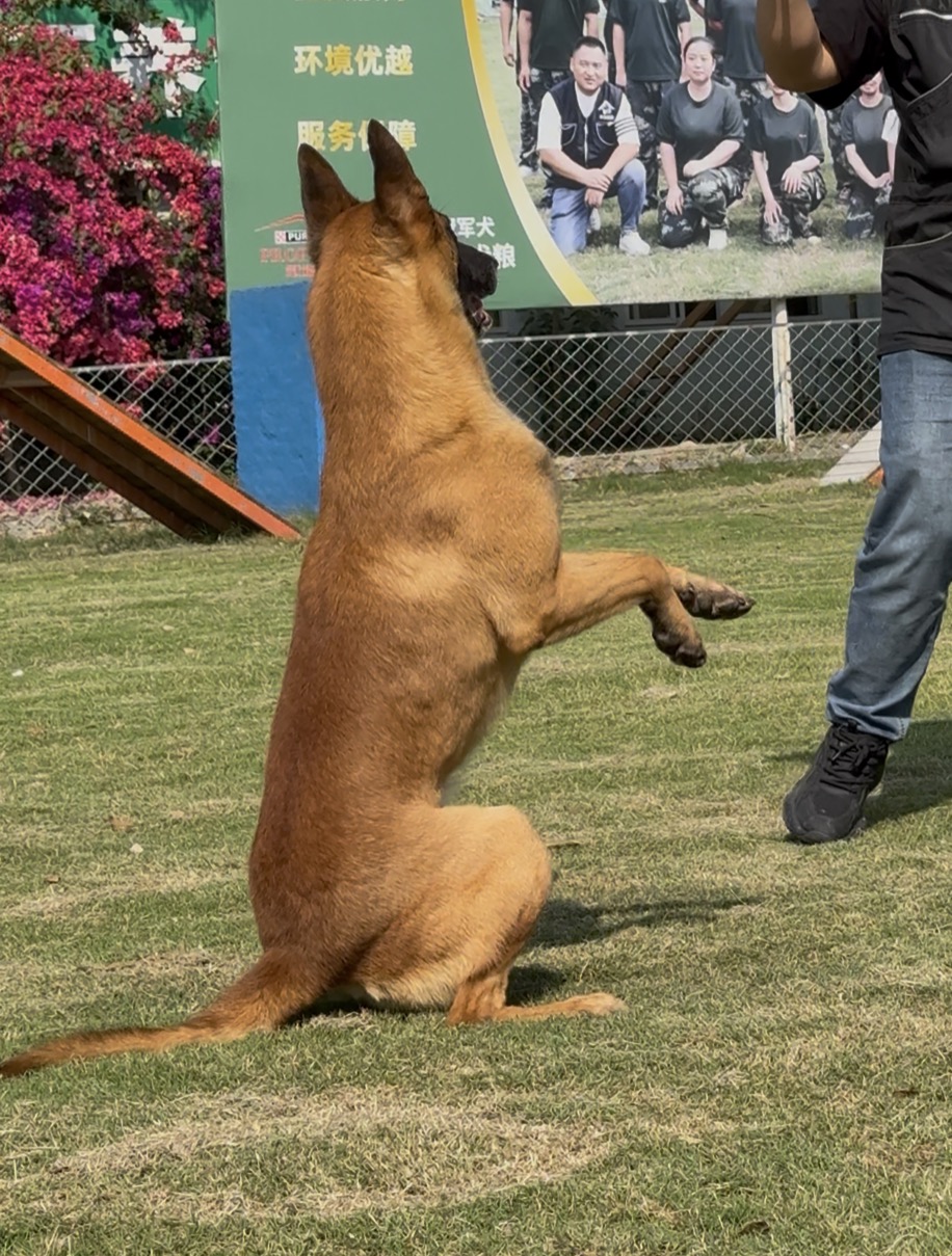 宁波靠谱训犬基地｜家宝成都犬类行为科学研究所狗狗训练
