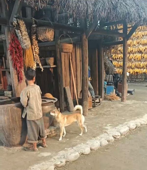 从家庭日常到影视镜头，家宝训犬用专业改变养宠体验