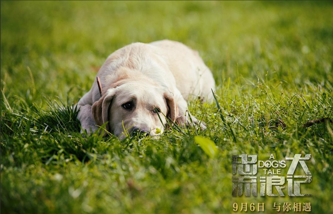 从银幕到现实：家宝训犬如何以专业铸就&ldquo;动物演员&rdquo;的诞生