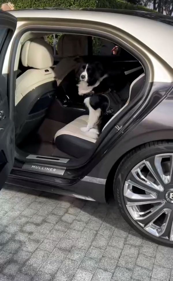 从家宝训犬视角，揭秘影视犬的训练之道
