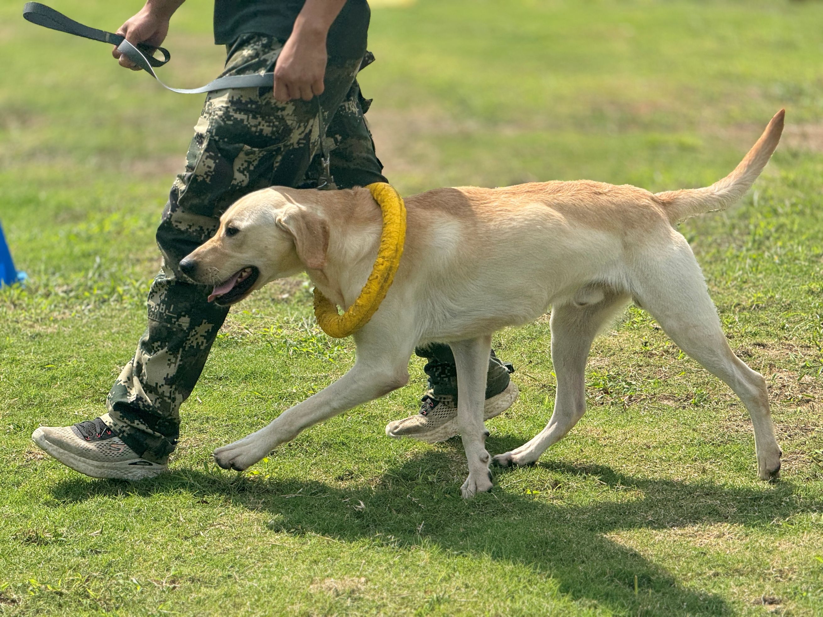 训犬基地｜家宝成都犬类行为科学研究所
