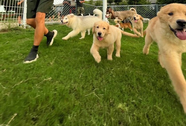 一只犬与一个专业团队的&ldquo;双向奔赴&rdquo;