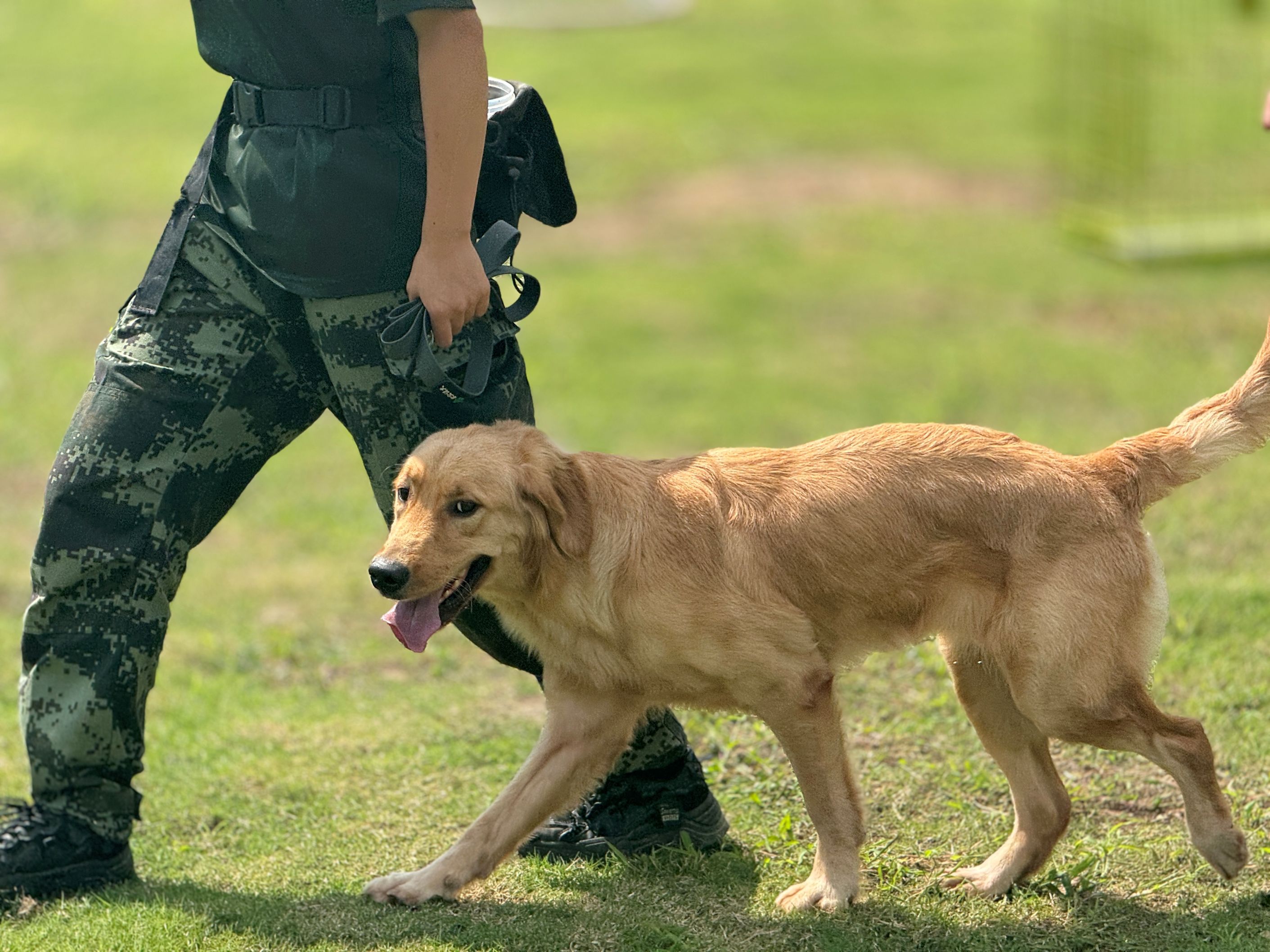 乘风宠物经济新浪潮：家宝训犬师培训，打造高薪赛道的职业孵化器