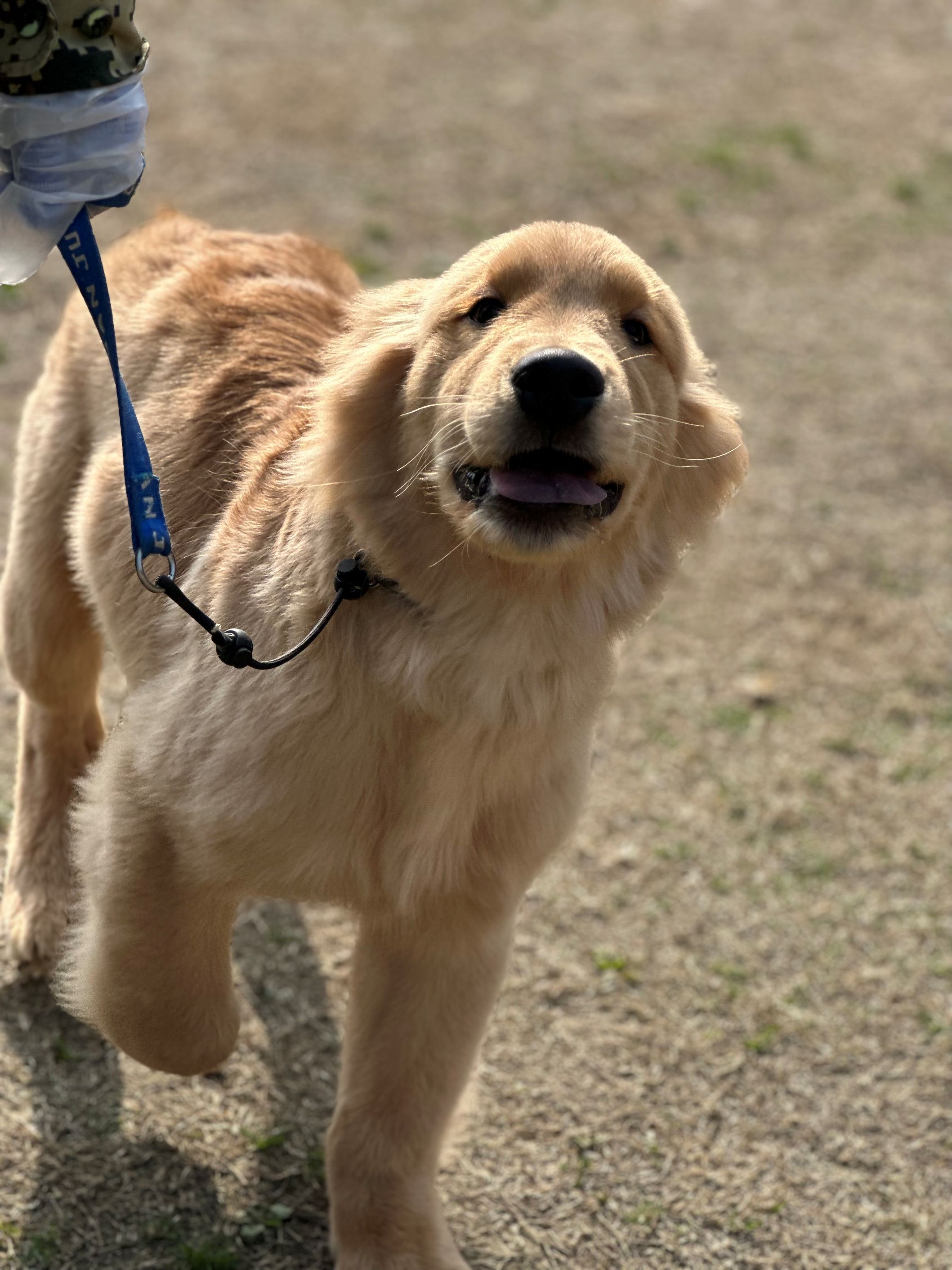 家宝训犬行业专业力