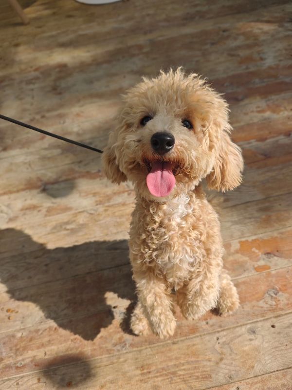 家宝训犬学校，致力于人犬和谐共生的专业伙伴｜家宝成都犬类行为科学研究所狗狗训练