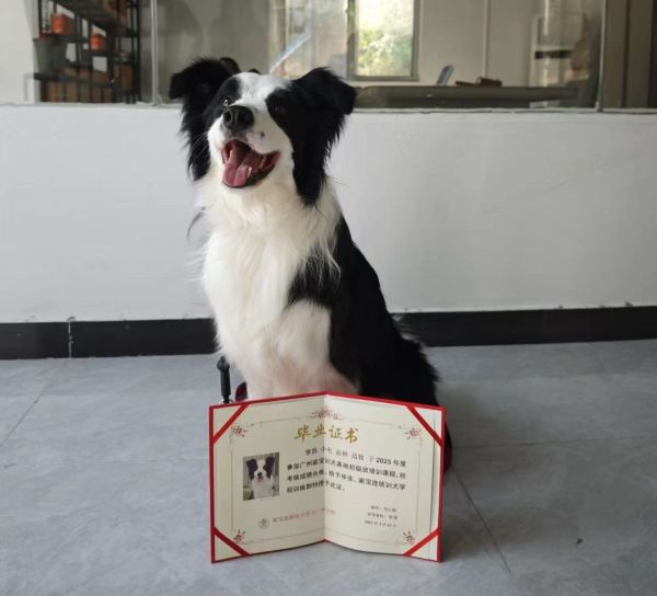家宝专业影视犬训练