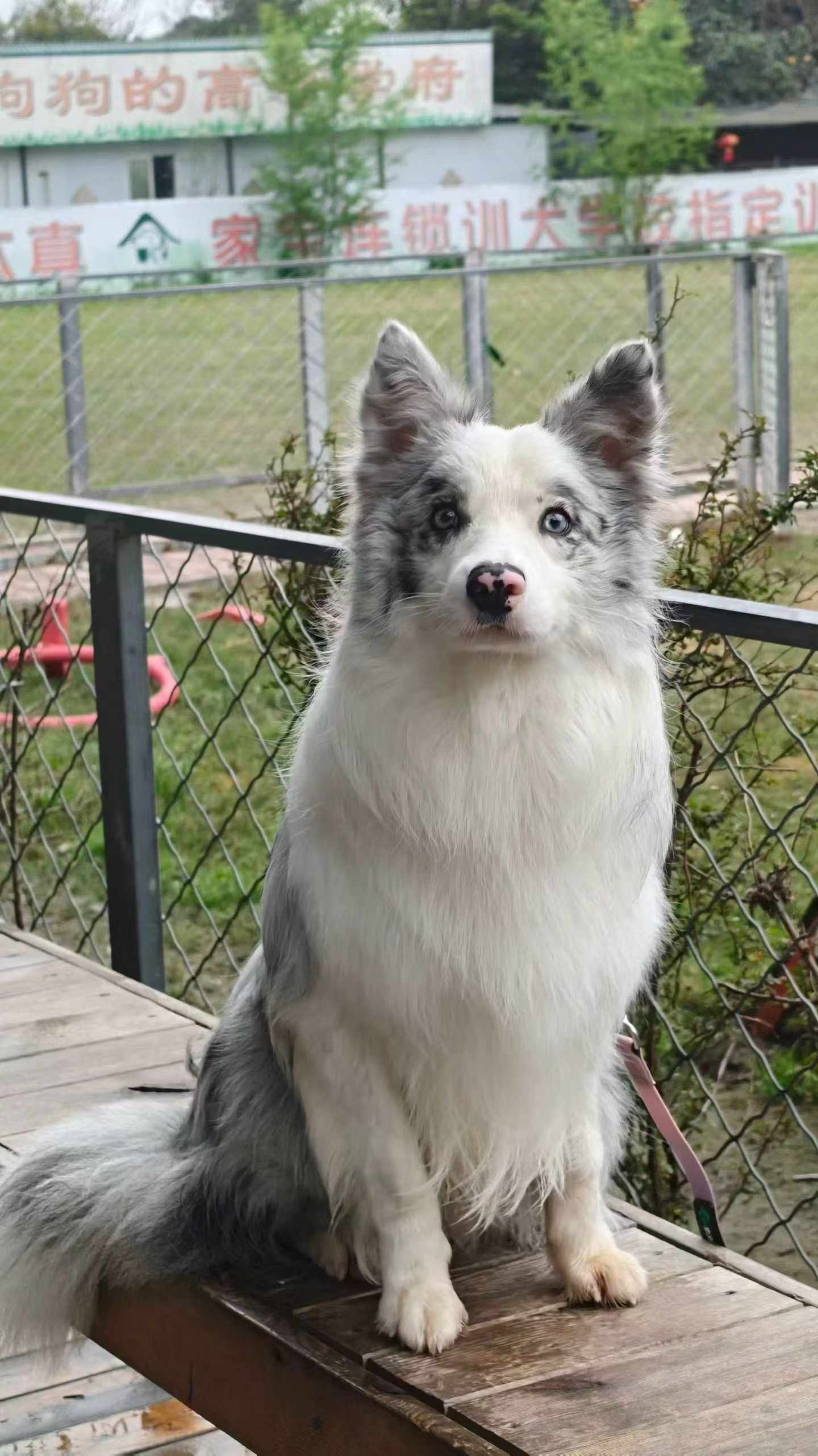 苏州家宝训犬工作犬训练基地服务介绍