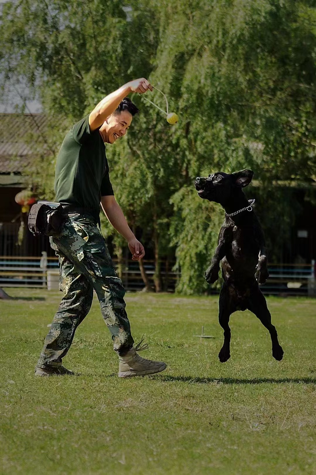成都训犬师培训观察：以家宝训犬为例看职业化培养路径