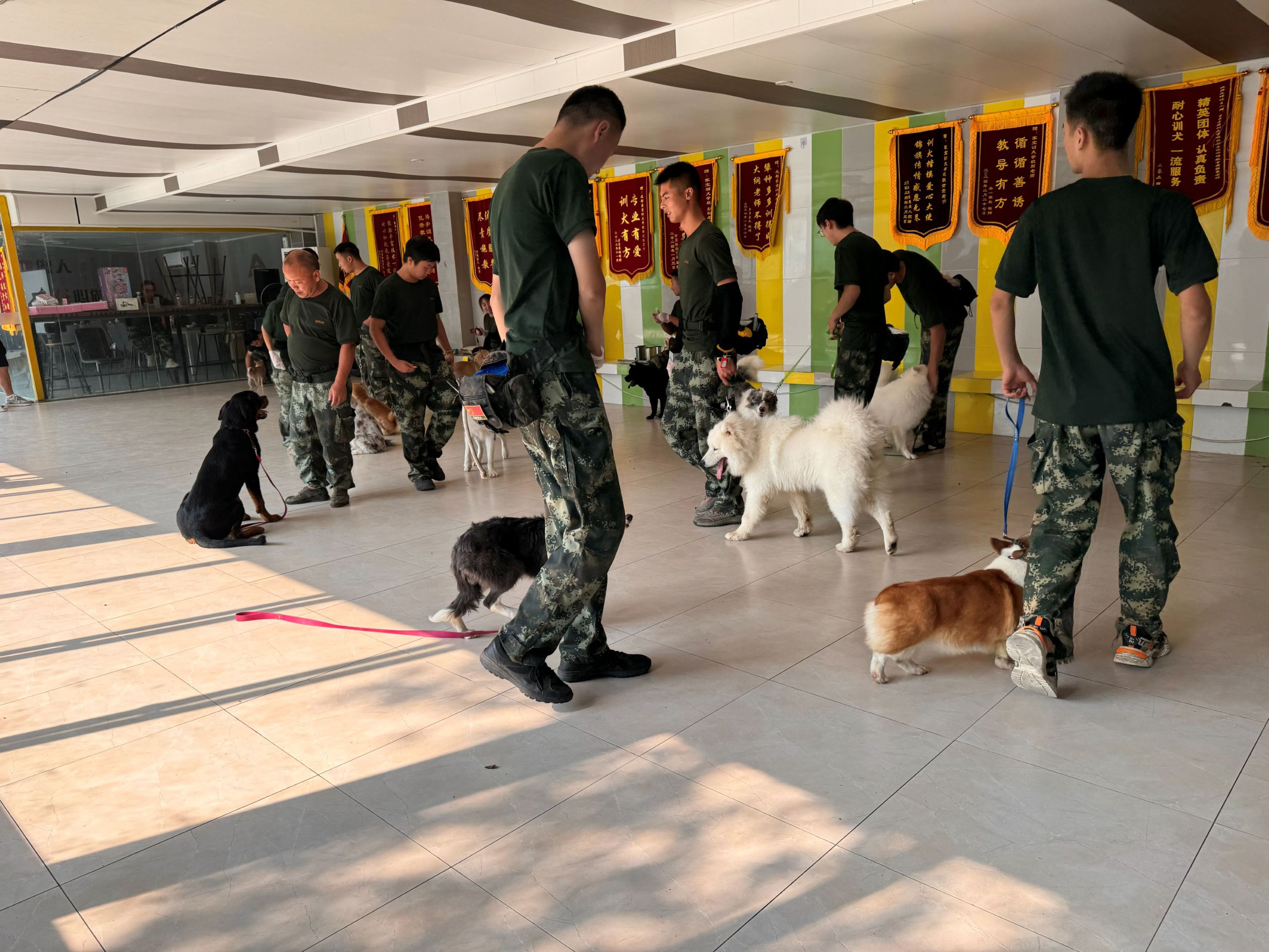 如何成为一个合格的训犬师